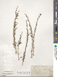 Epilobium canum image