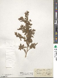 Epilobium canum subsp. canum image