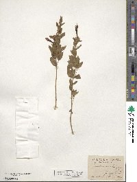 Epilobium canum subsp. canum image