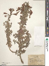 Epilobium canum subsp. canum image