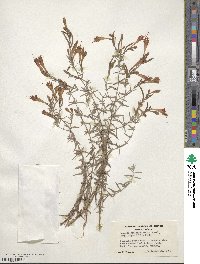 Epilobium canum subsp. canum image