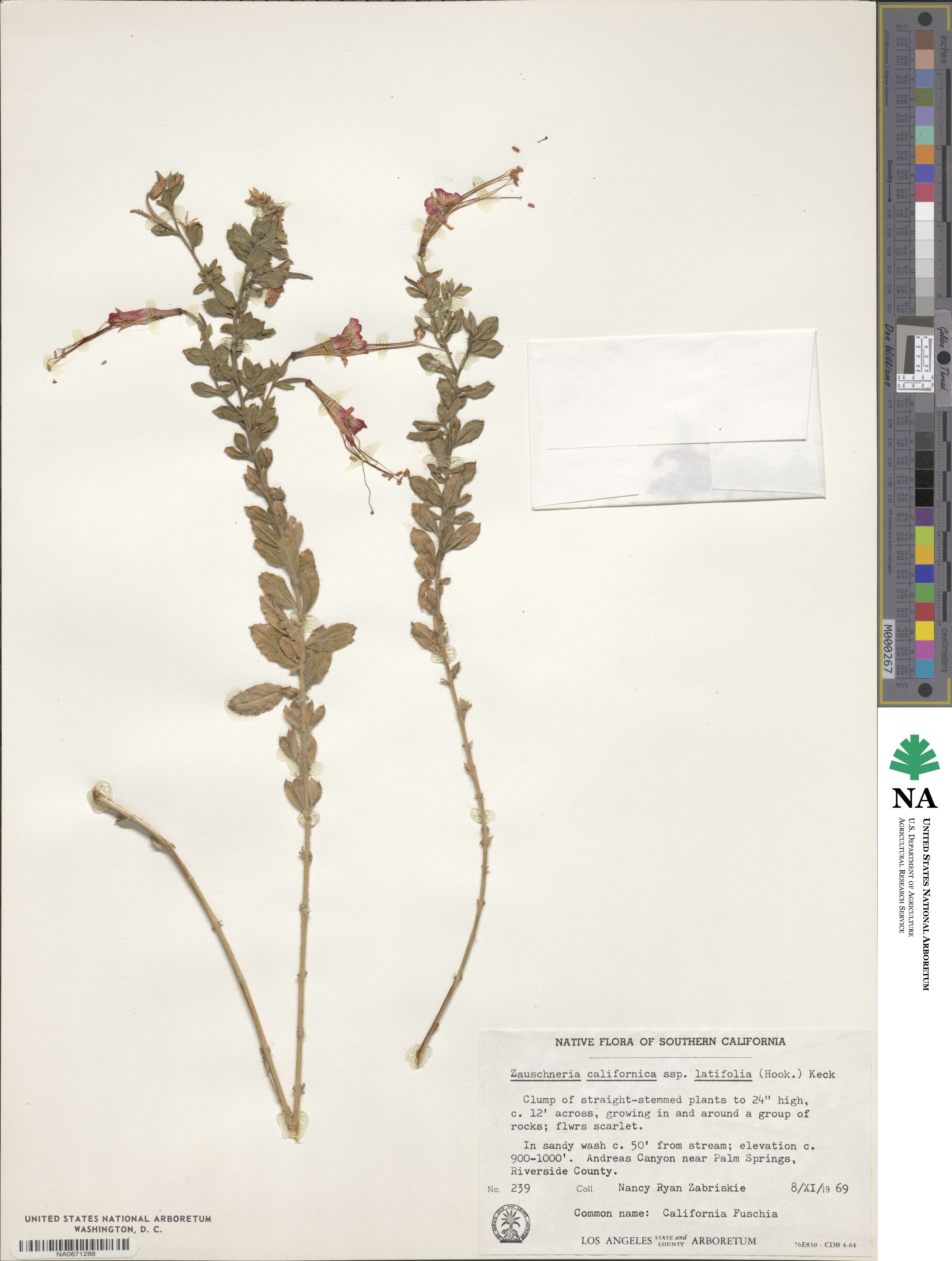 Epilobium canum subsp. latifolium image