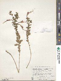 Epilobium canum subsp. latifolium image