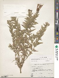 Epilobium canum image