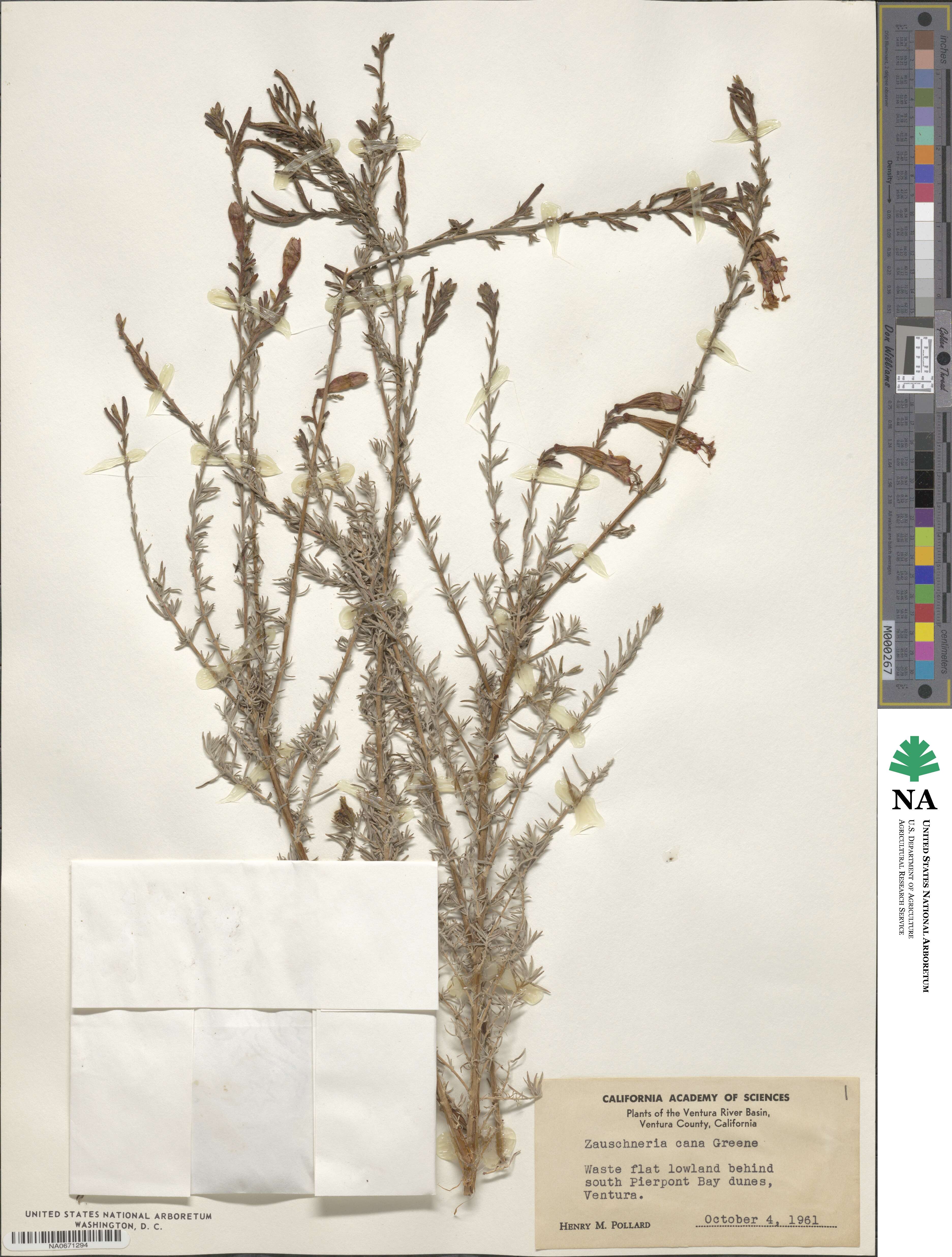 Epilobium canum subsp. canum image