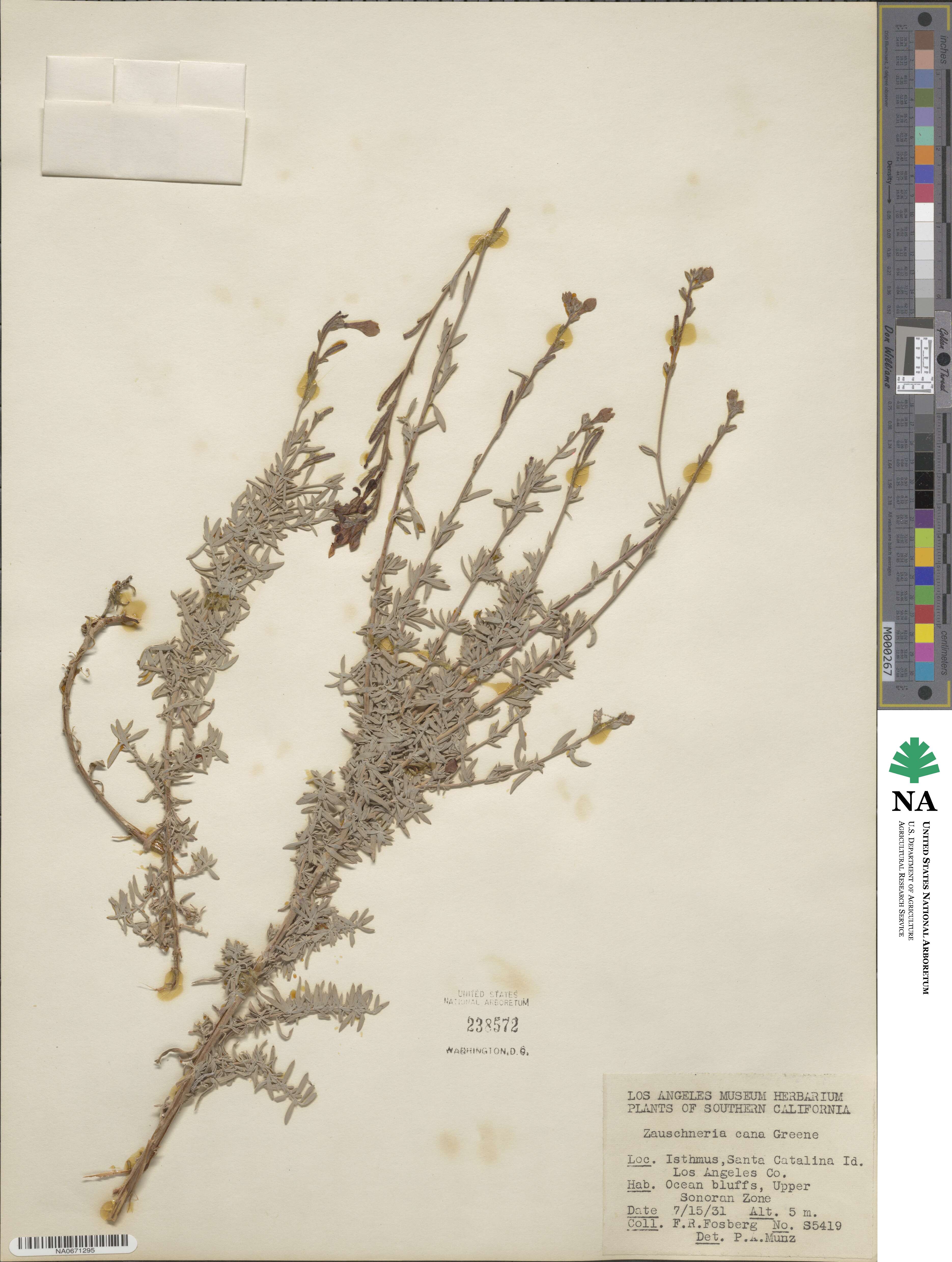 Epilobium canum image
