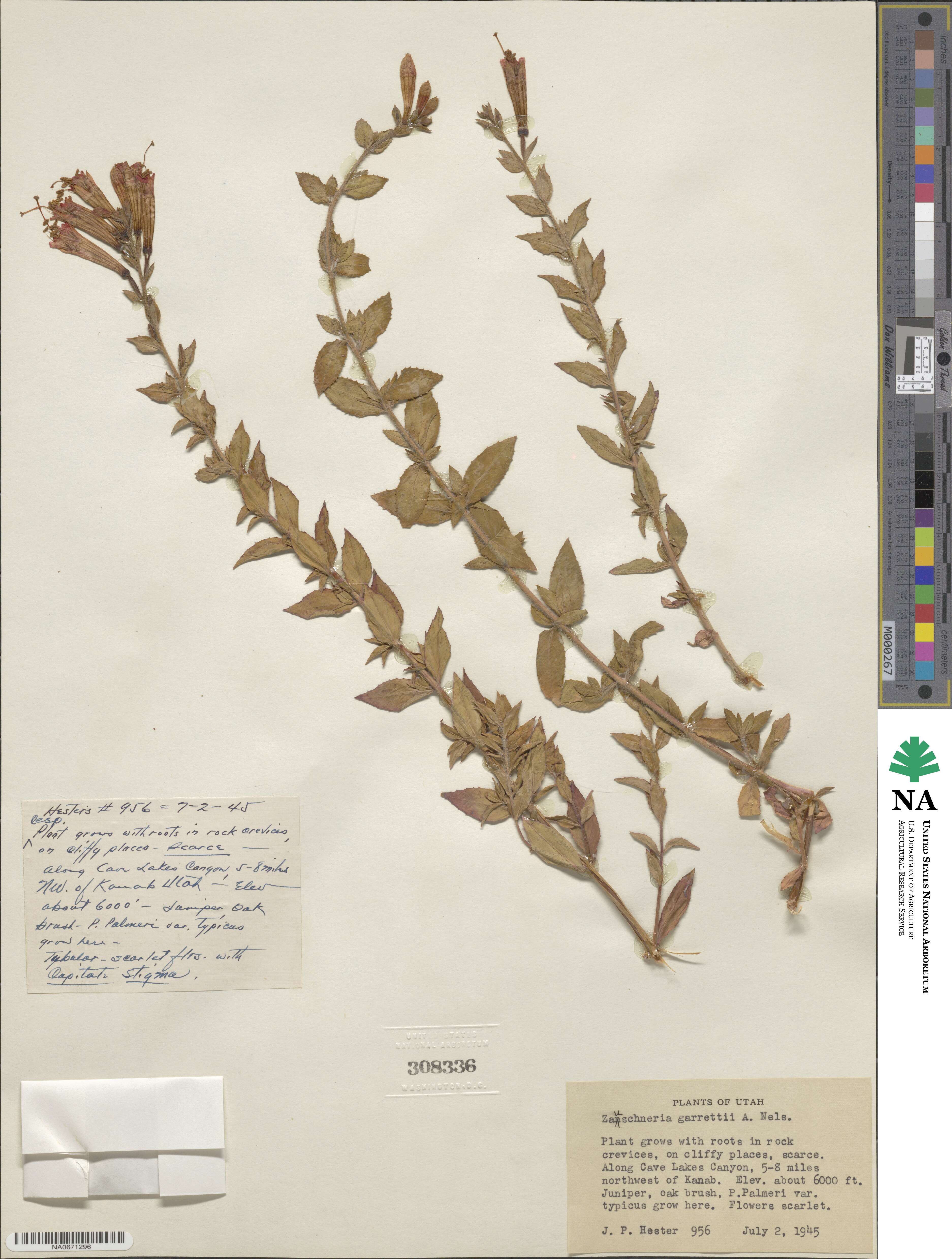 Epilobium canum subsp. garrettii image