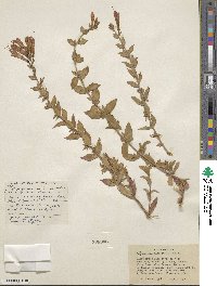 Epilobium canum image