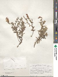 Epilobium canum image