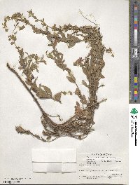 Epilobium canum image