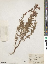 Epilobium canum image