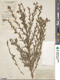 Epilobium canum subsp. canum image