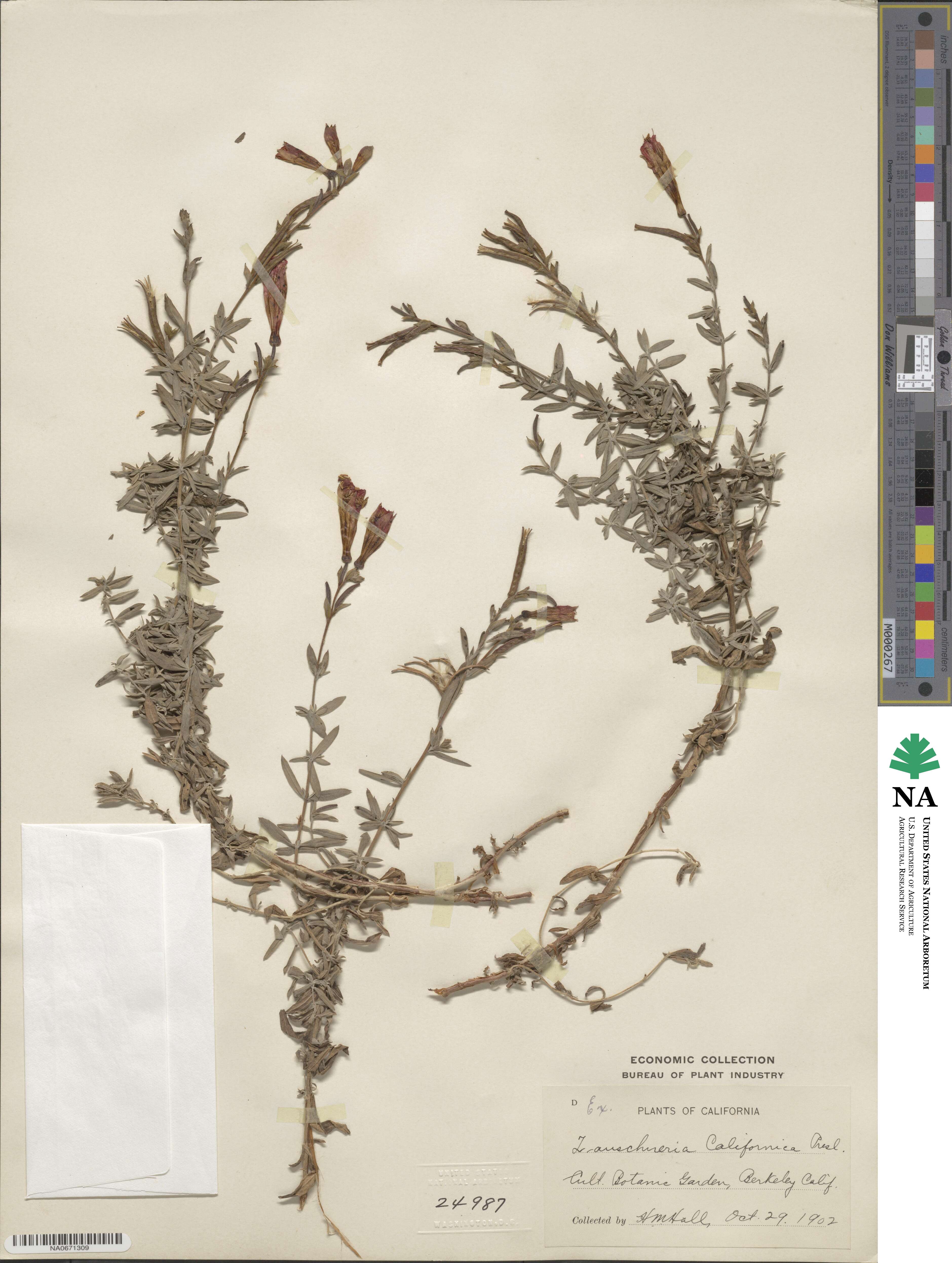 Epilobium canum subsp. canum image