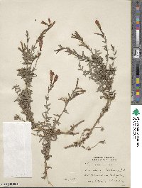 Epilobium canum subsp. canum image