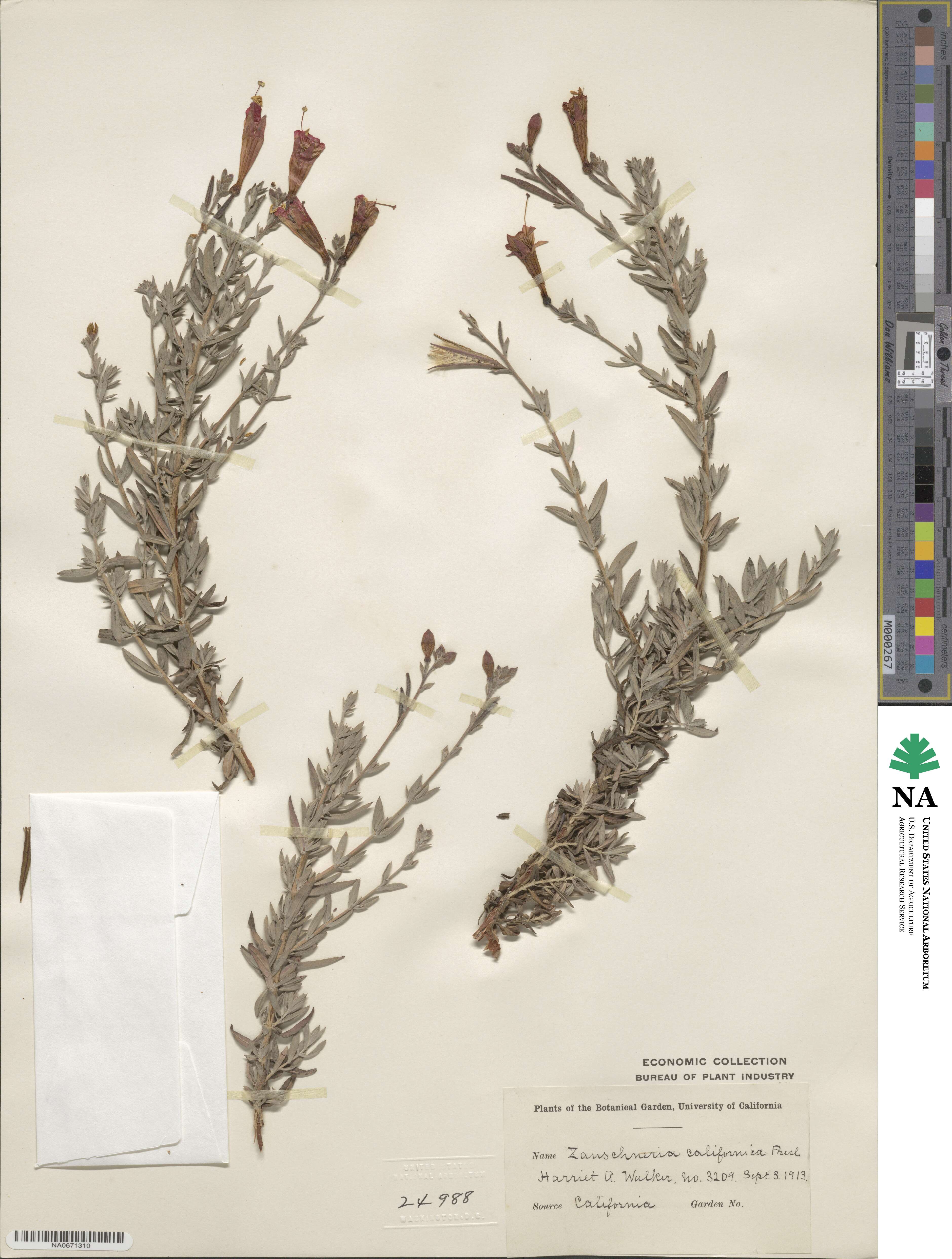 Epilobium canum subsp. canum image