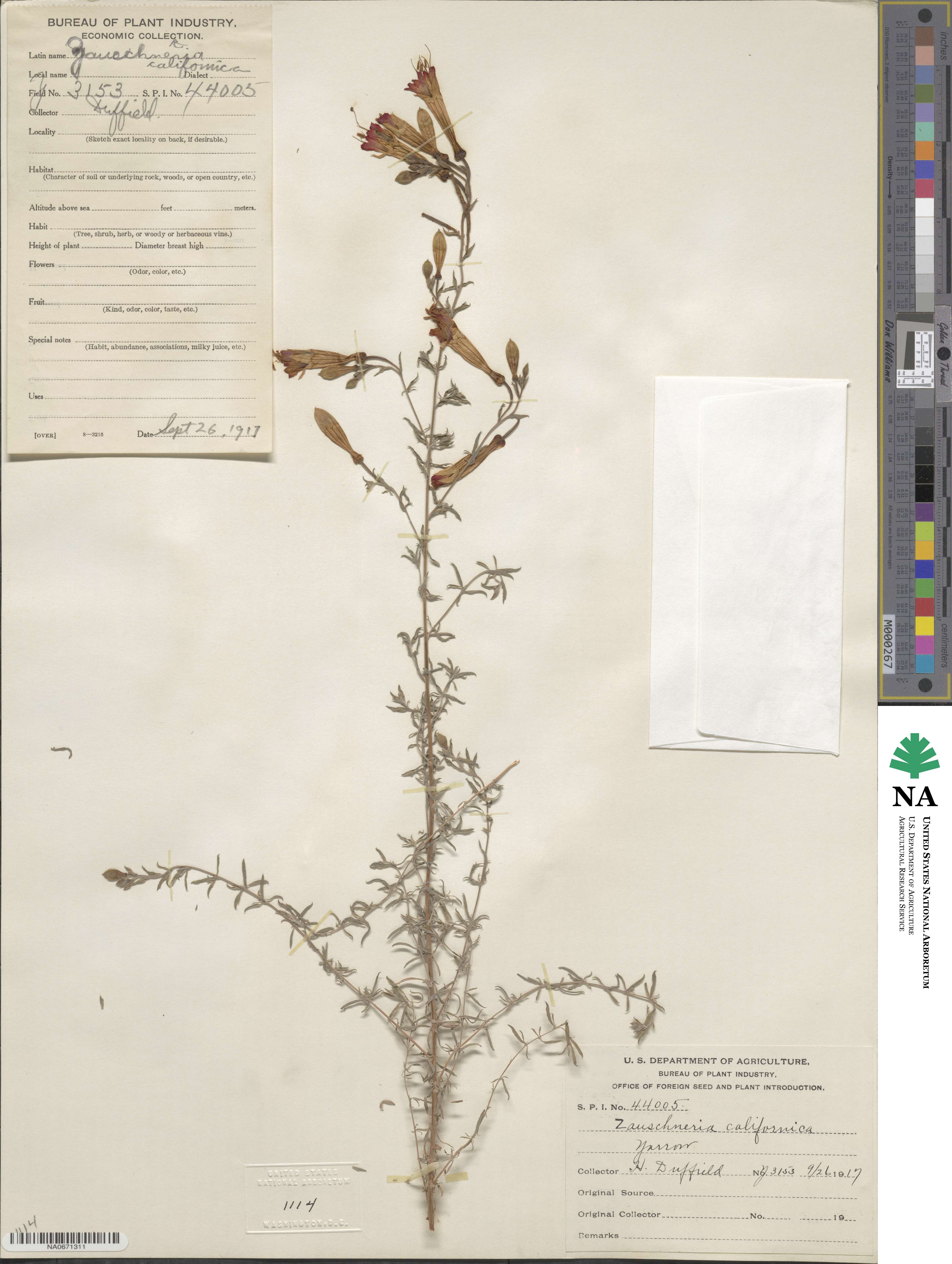 Epilobium canum subsp. canum image