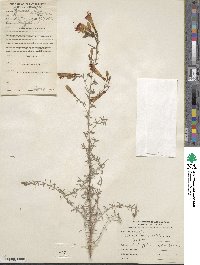 Epilobium canum image