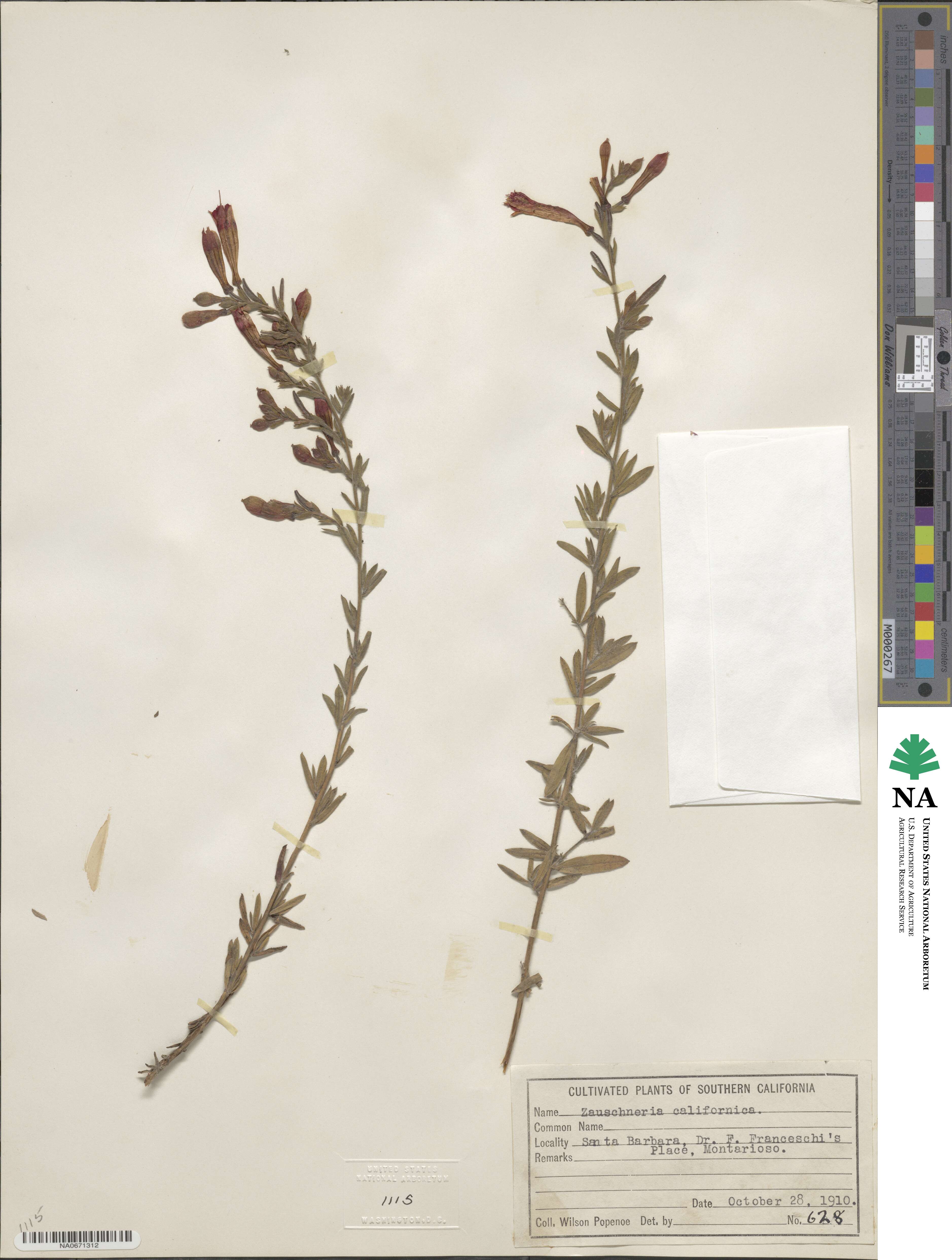 Epilobium canum subsp. canum image