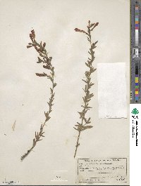 Epilobium canum subsp. canum image