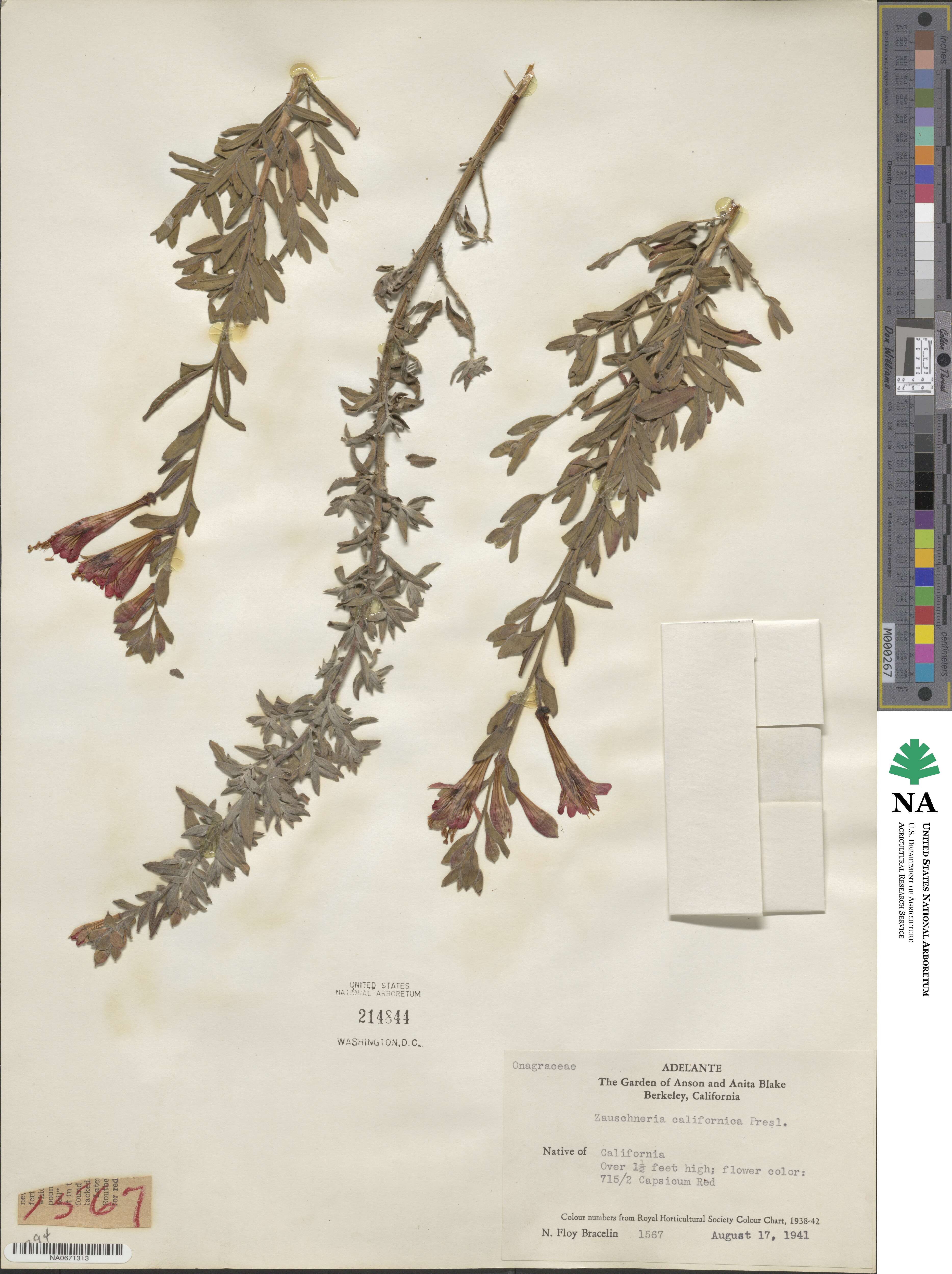 Epilobium canum subsp. canum image