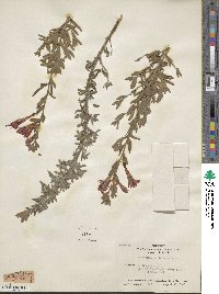 Epilobium canum subsp. canum image