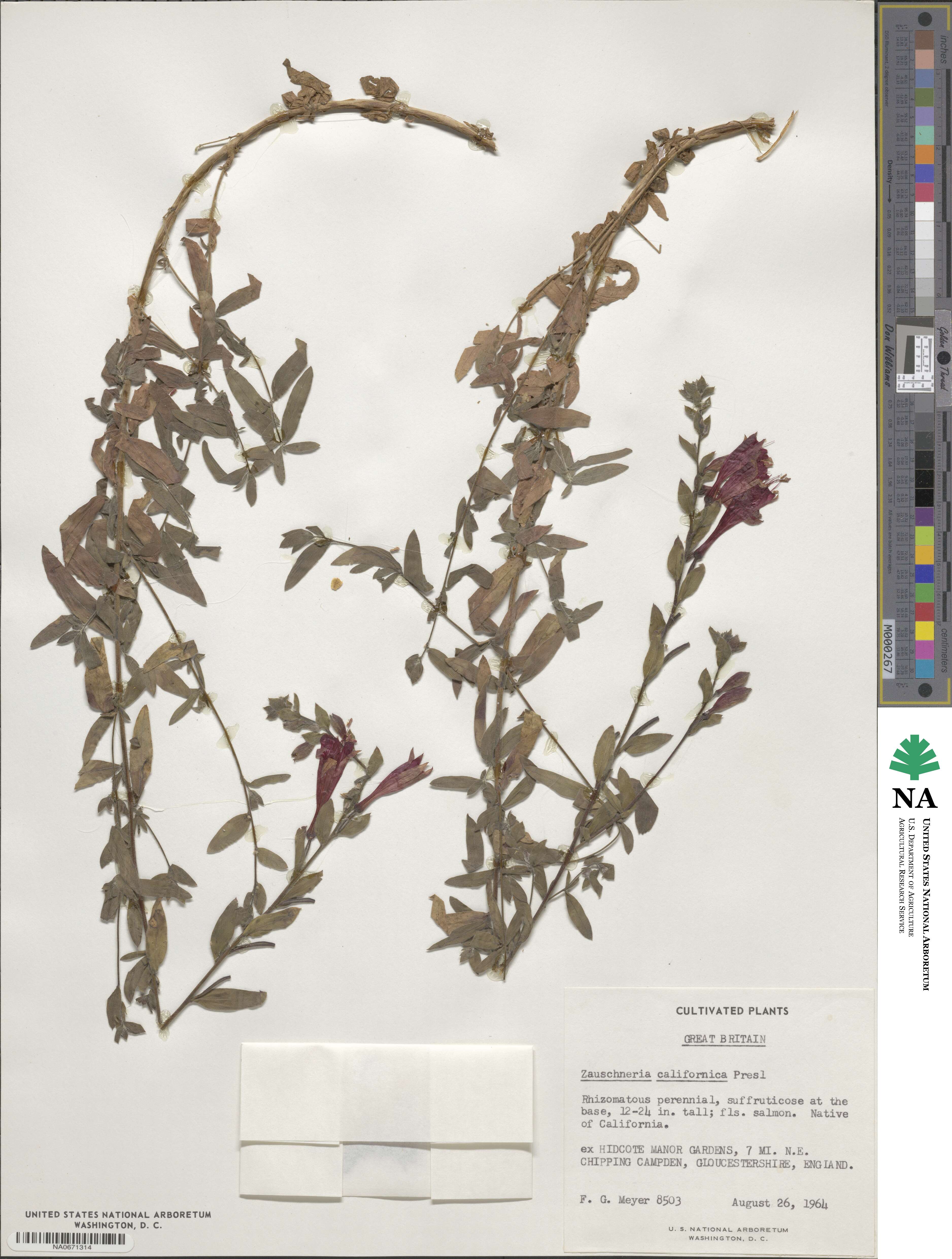 Epilobium canum subsp. canum image
