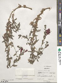 Epilobium canum subsp. canum image