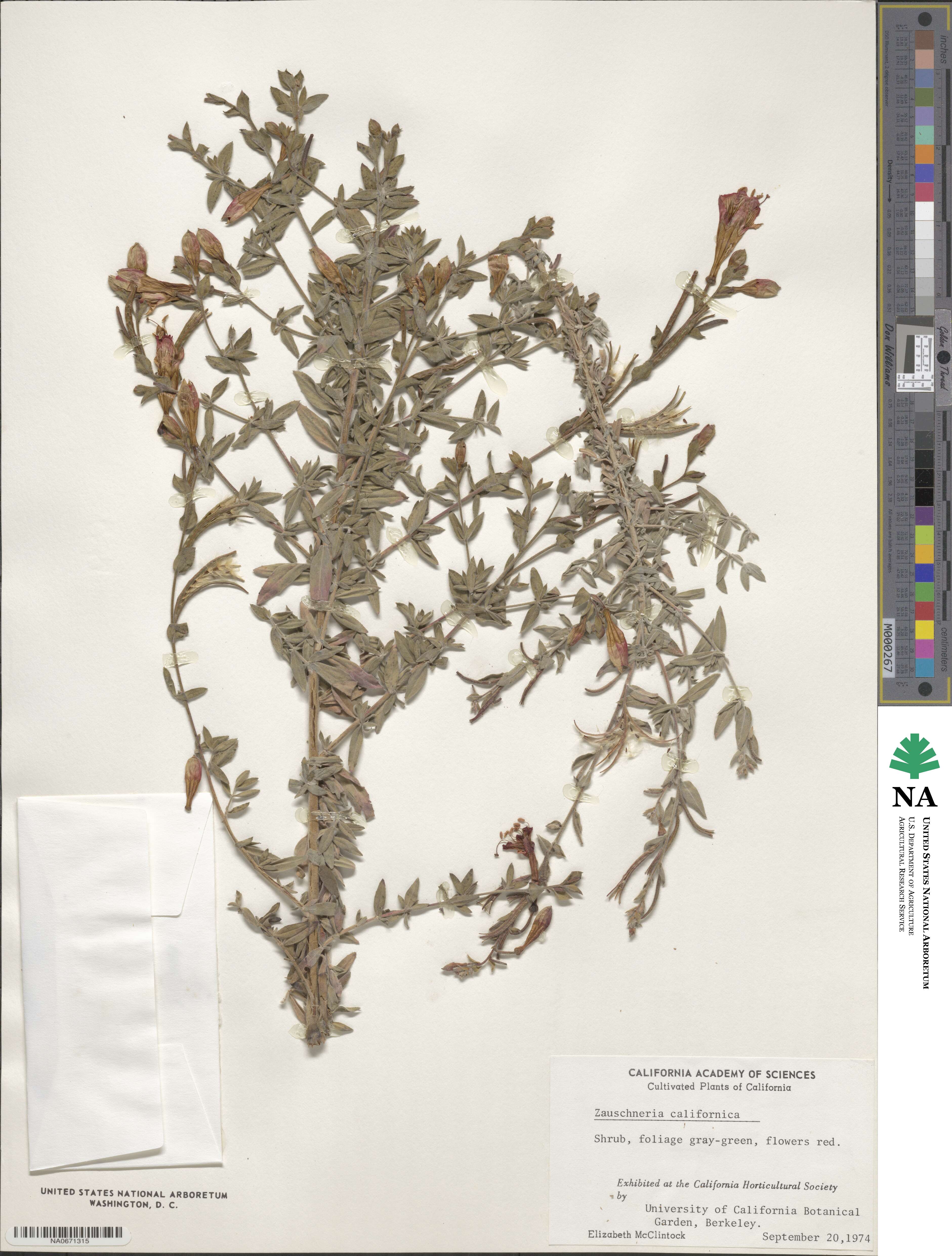 Epilobium canum image