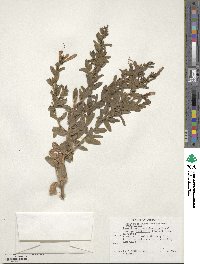 Epilobium canum subsp. latifolium image