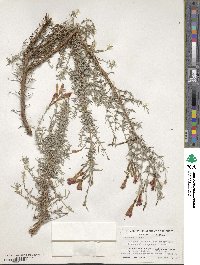 Epilobium canum image