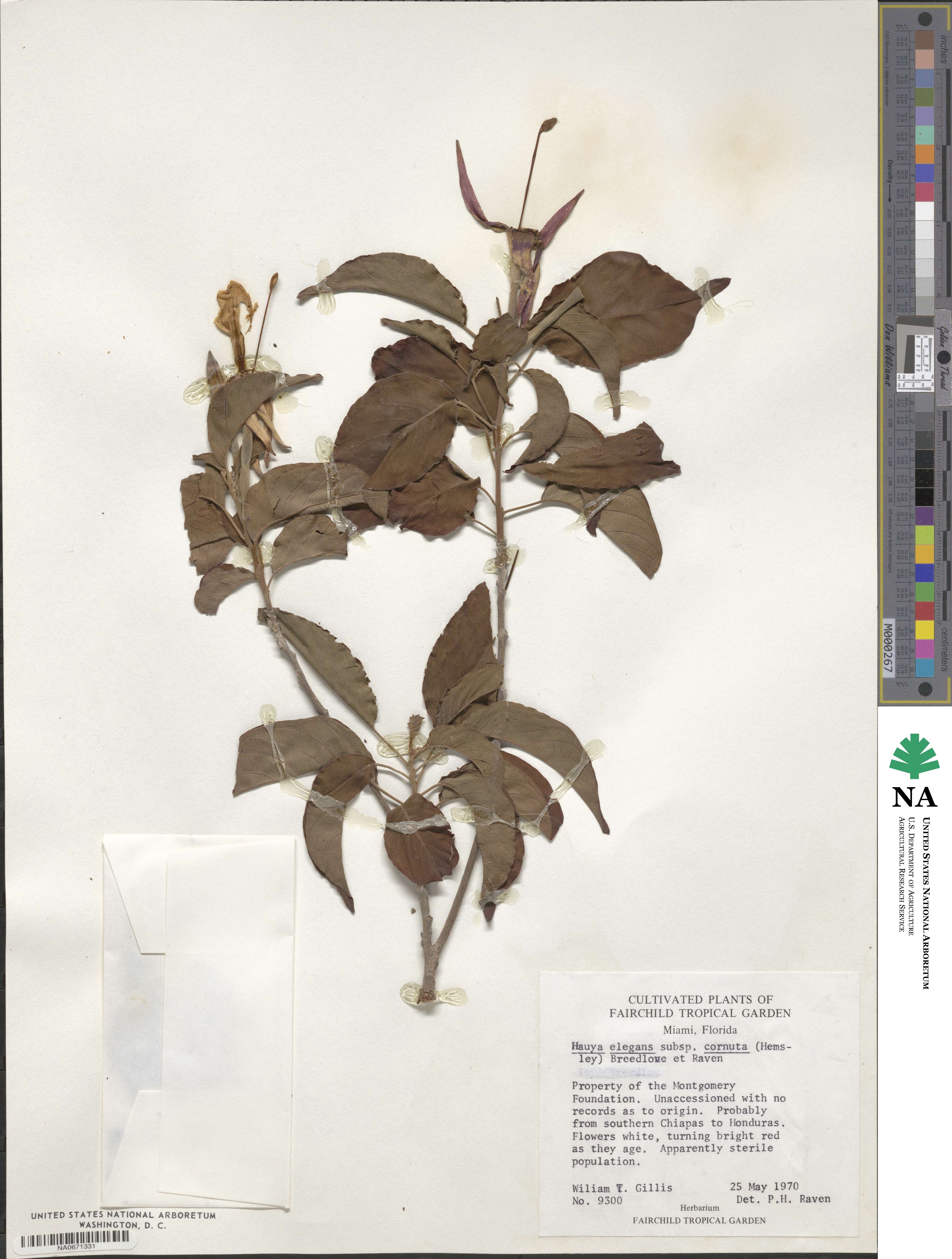 Hauya elegans subsp. cornuta image