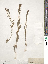 Image of Epilobium densiflorum