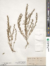 Epilobium densiflorum image