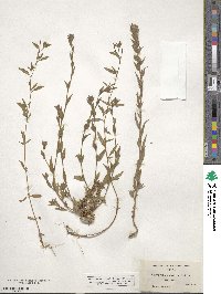 Epilobium densiflorum image