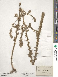 Epilobium densiflorum image