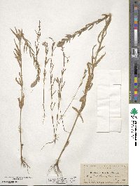 Epilobium densiflorum image