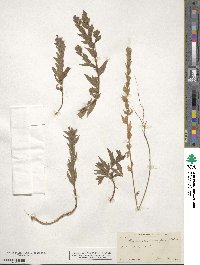 Epilobium densiflorum image