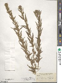 Epilobium densiflorum image