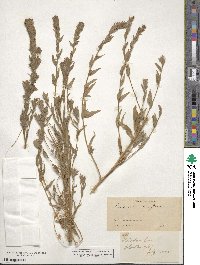 Epilobium densiflorum image