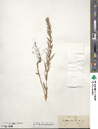 Epilobium densiflorum image