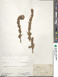 Epilobium densiflorum image