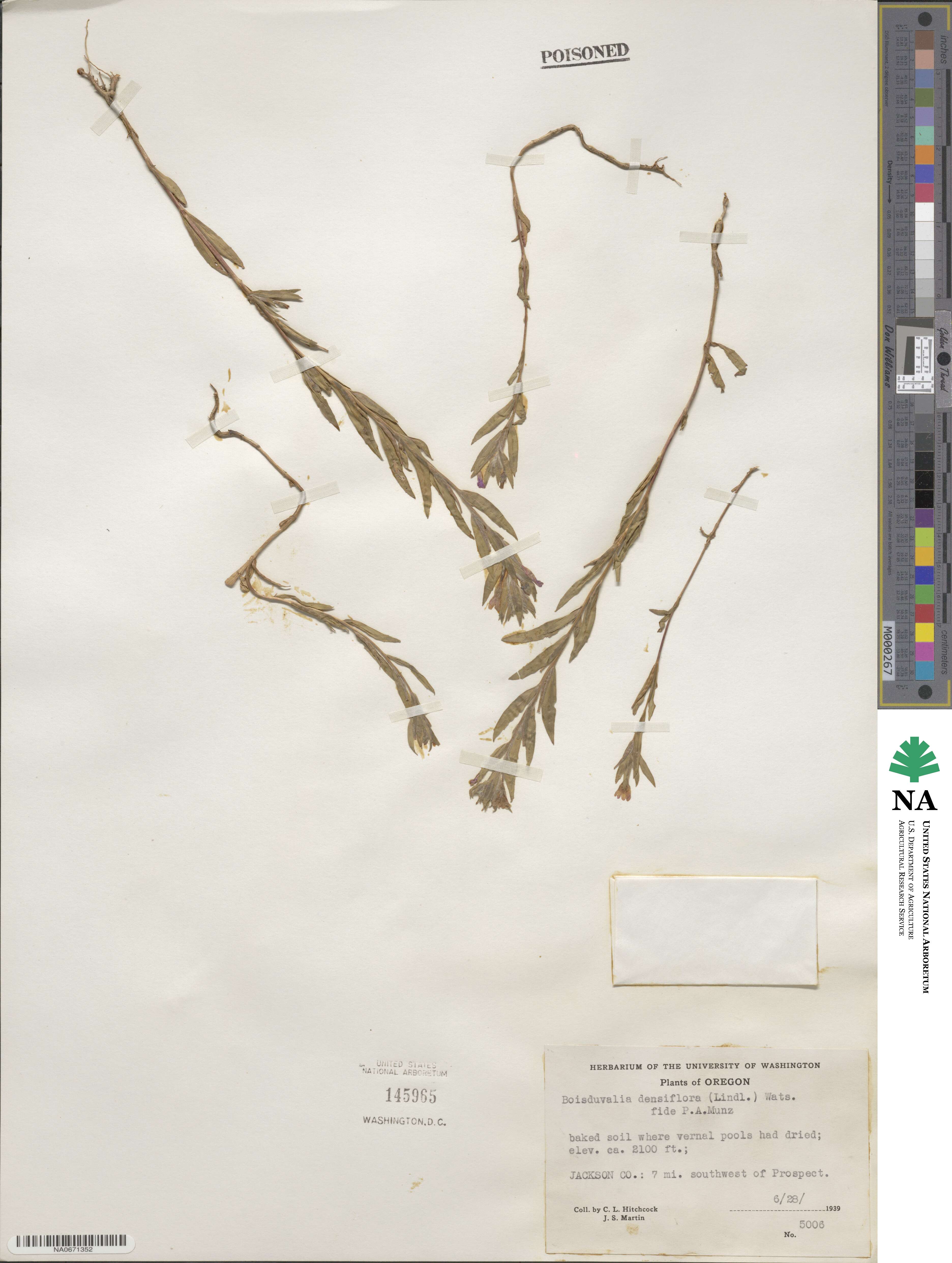 Epilobium densiflorum image