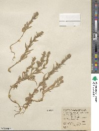 Epilobium densiflorum image