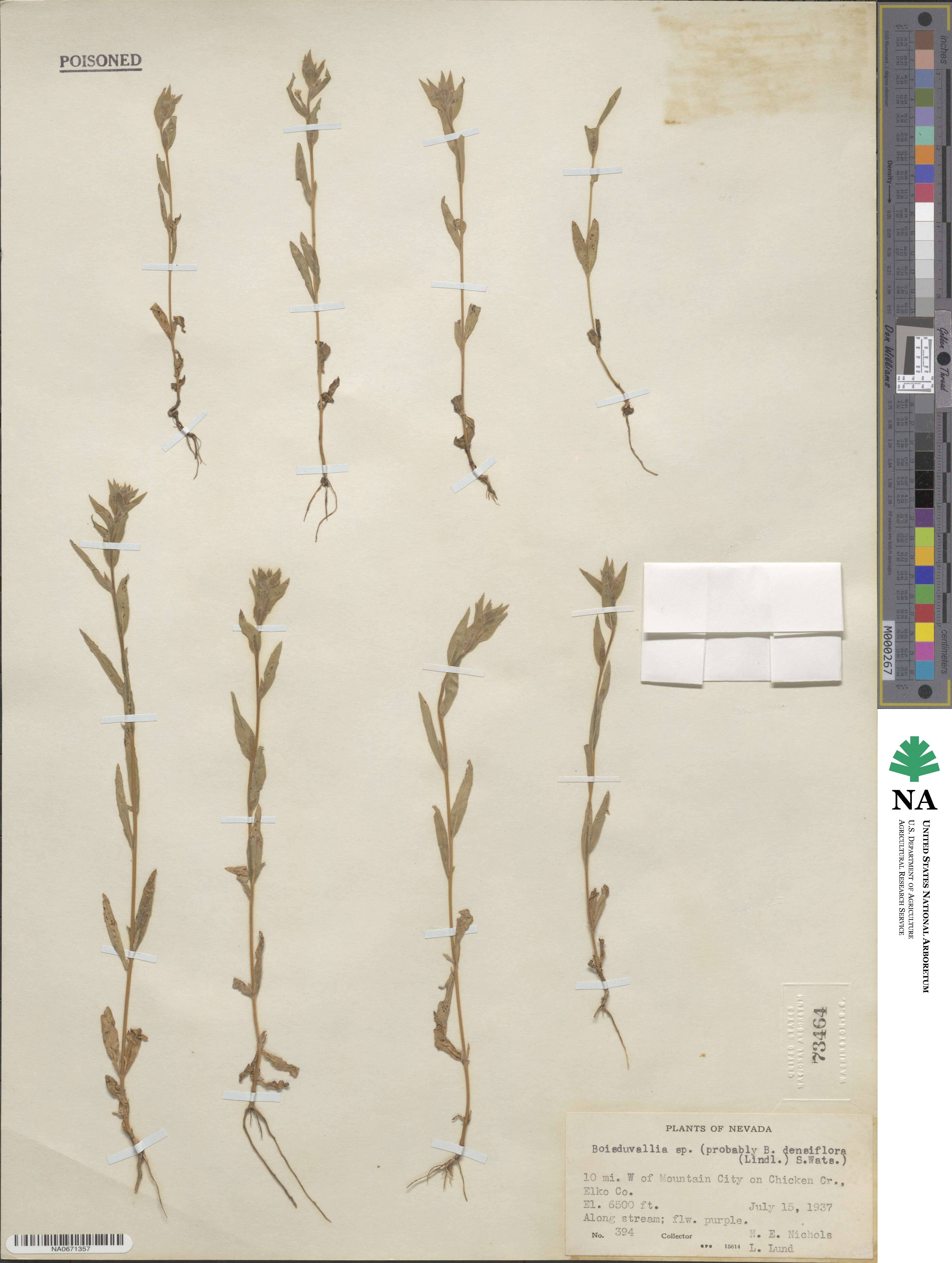 Epilobium densiflorum image