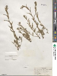 Epilobium densiflorum image