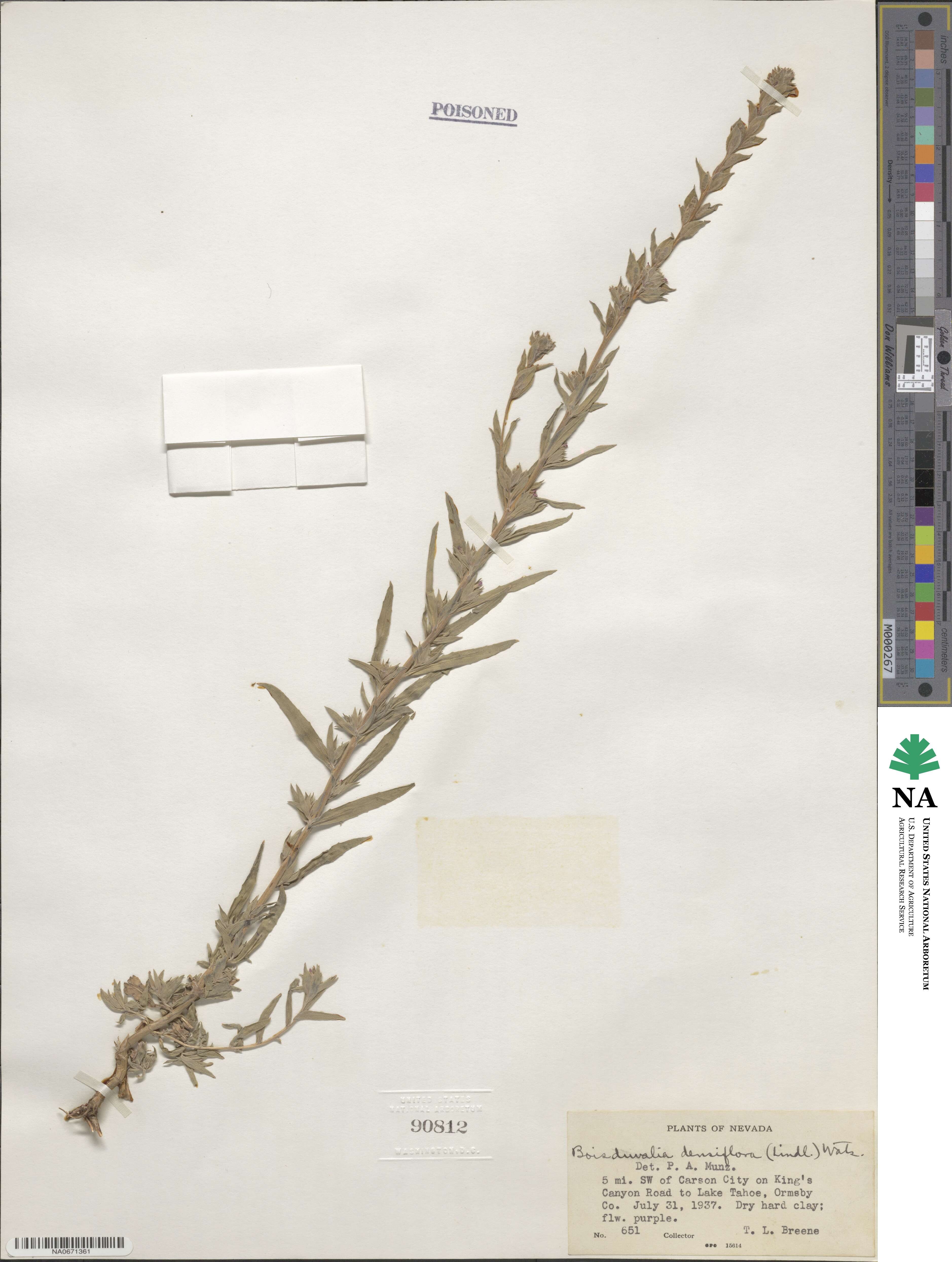 Epilobium densiflorum image