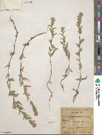 Epilobium densiflorum image