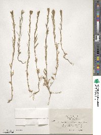 Epilobium densiflorum image