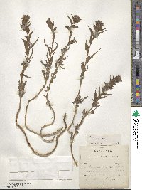 Epilobium densiflorum image