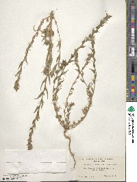 Epilobium densiflorum image